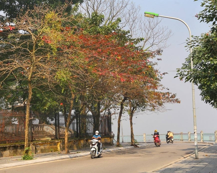 Autumn-like leaves welcome Ha Noi spring