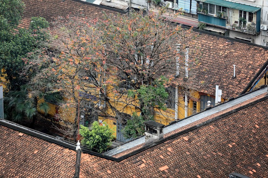 Autumn-like leaves welcome Ha Noi spring