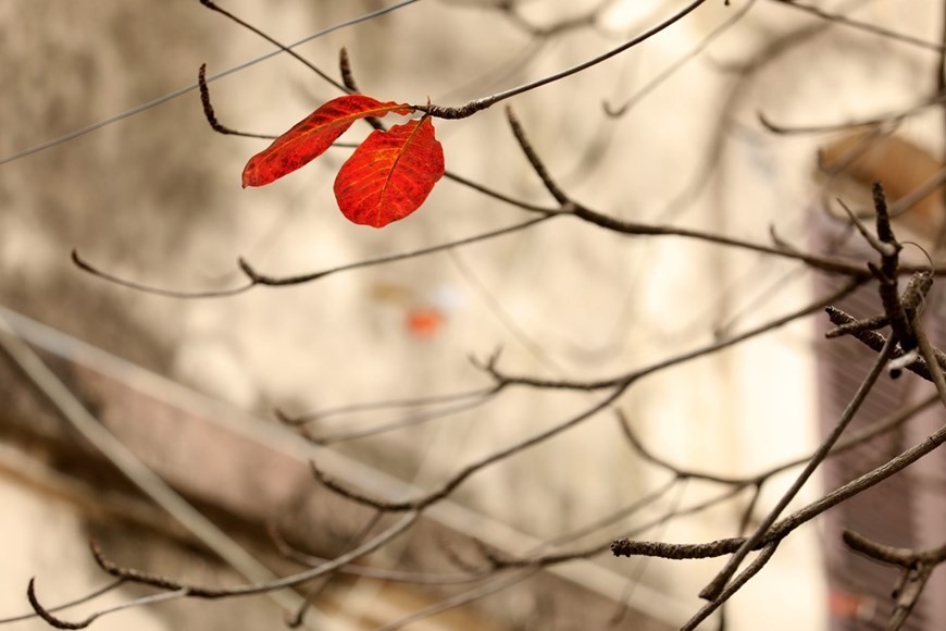 Autumn-like leaves welcome Ha Noi spring