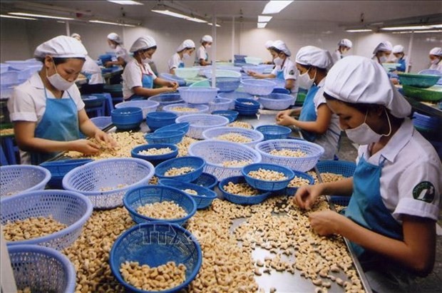 Processing cashew nuts for export in Vietnam. (Photo: congthuong.vn)