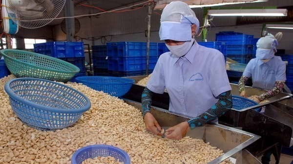 More progress seen in handling suspected cashew nut scam in Italy