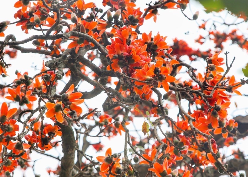 Hoa gao: A lovely reminder of how beautiful change can truly be