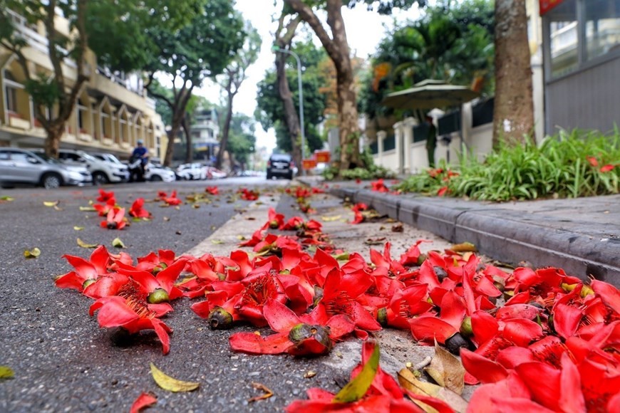 Hoa gao: A lovely reminder of how beautiful change can truly be