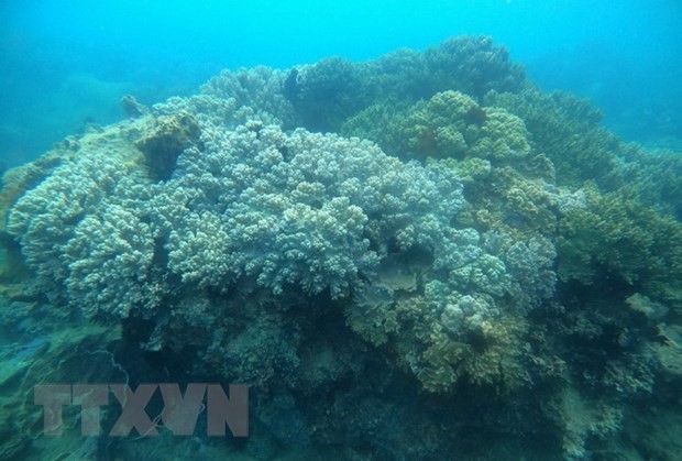 Quy Nhon has diverse and rich coral reefs that need to be protected. (Photo: VNA)