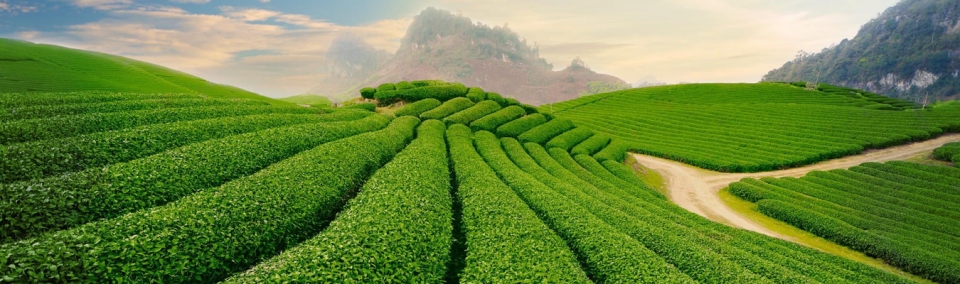 vietnams tea industry feels pressure from decline in exports