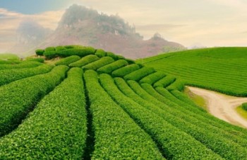 Vietnam’s tea industry feels pressure from decline in exports