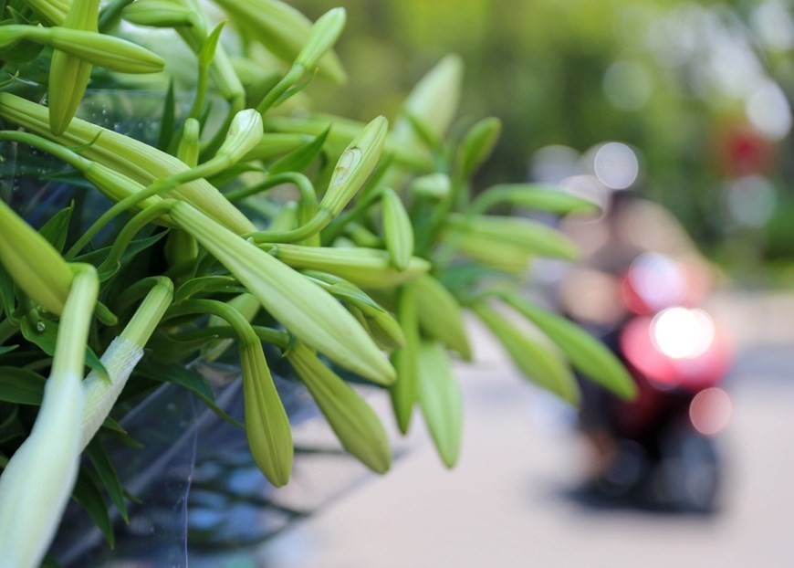 Easter lily shows off beauty on Ha Noi streets