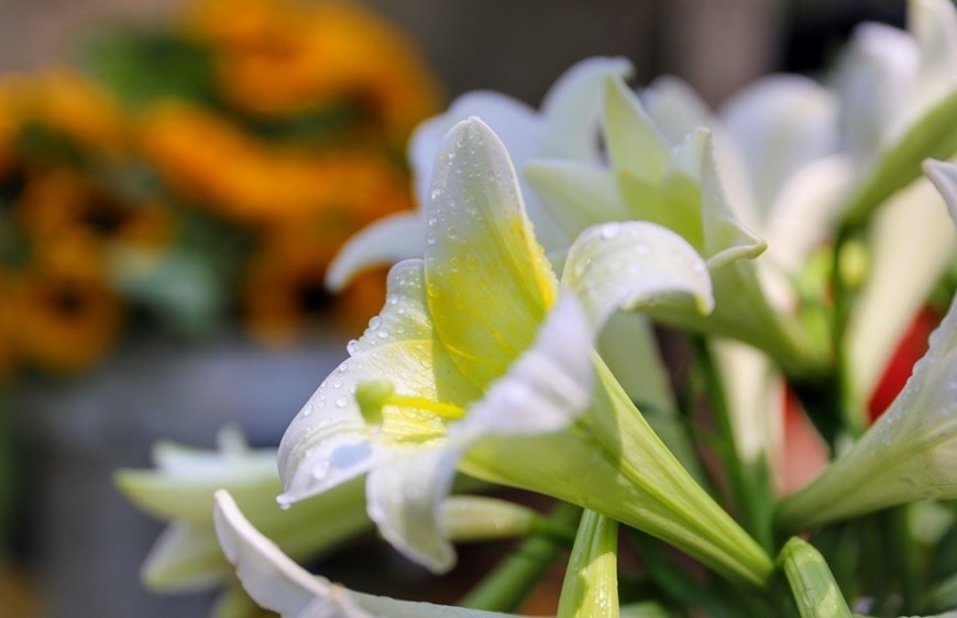 Easter lily shows off beauty on Ha Noi streets