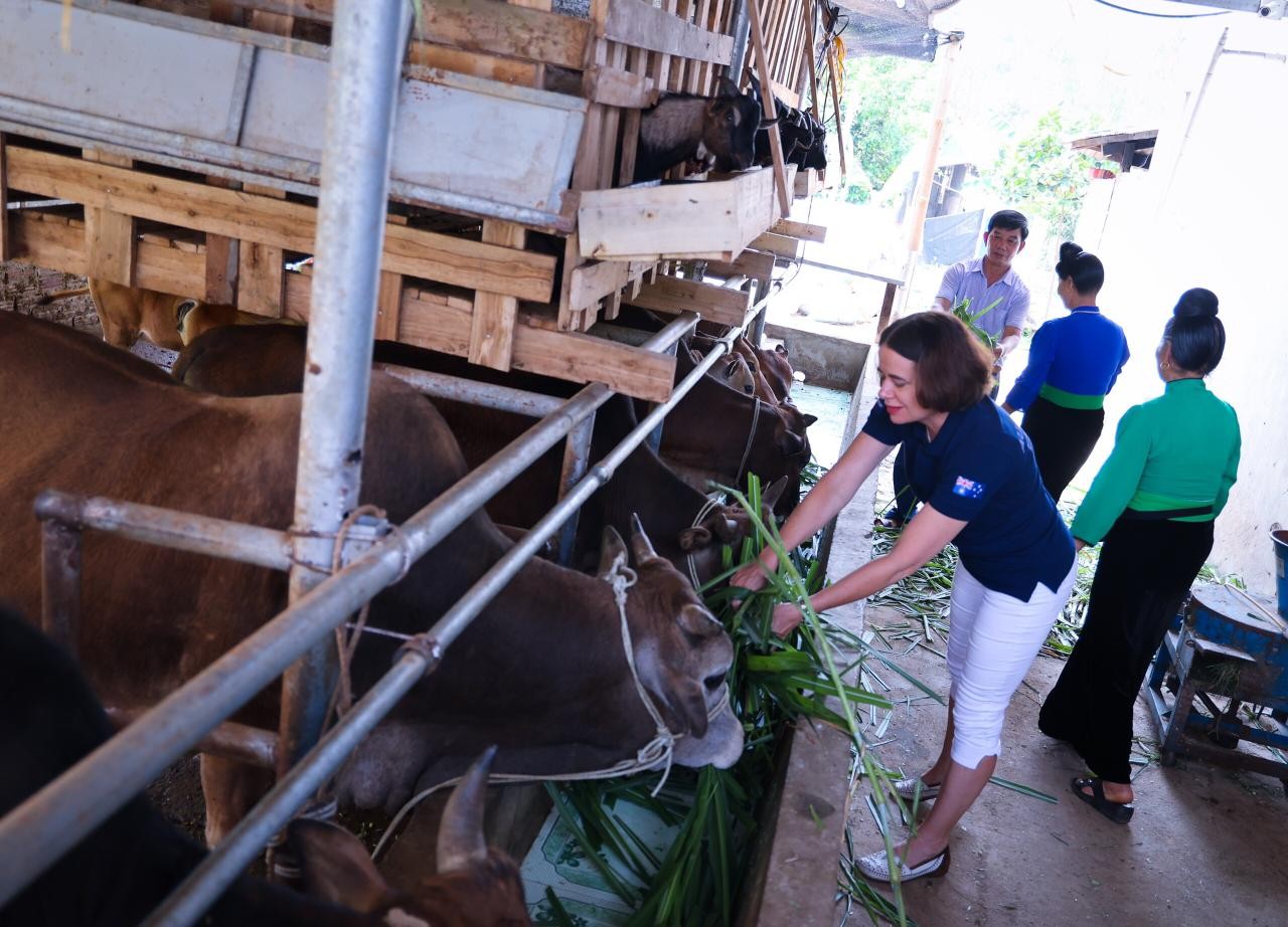 Australian Ambassador Ms Robyn Mudie visits Mr Quang Van Thuy’s household. Mr Thuy has applied more intensive, efficient beef cattle production techniques to improve his family income. He is also a strong community influencer and has helped many other far