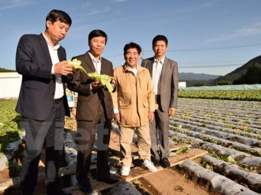 Đưa mô hình nông nghiệp "thần kỳ" của Nhật Bản sang Việt Nam