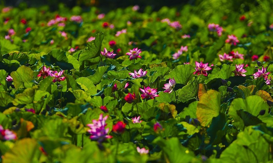 Lotuses blooming in Ninh Binh