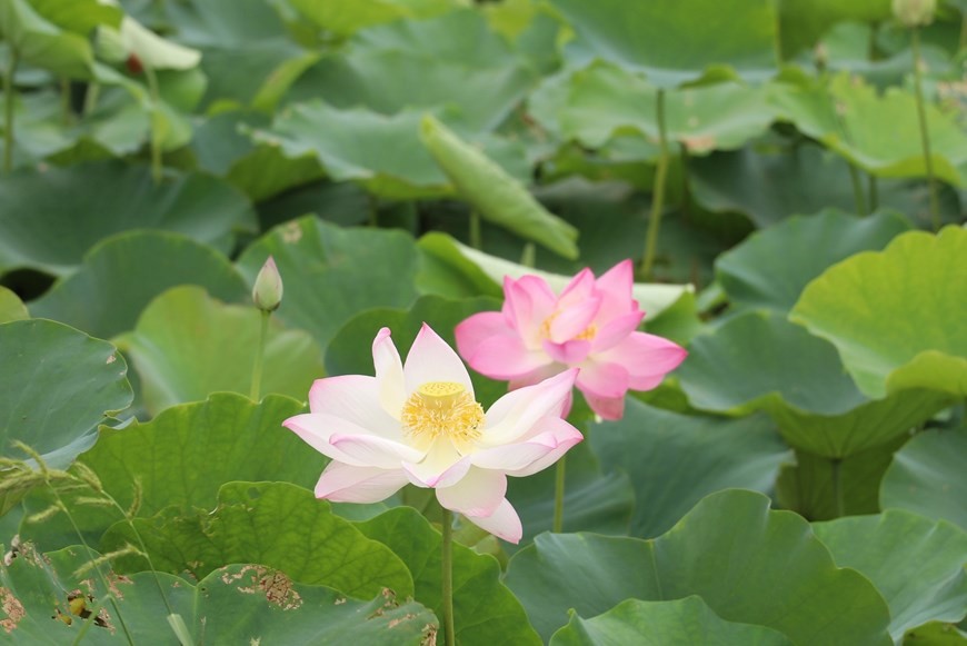 Lotuses blooming in Ninh Binh