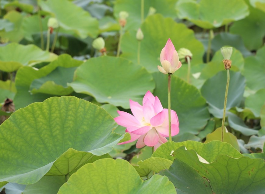 Lotuses blooming in Ninh Binh