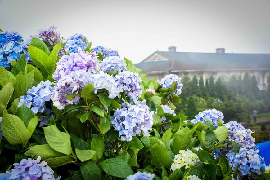 Peak of Mau Son Mountain dazzled with colourful hydrangeas bloom