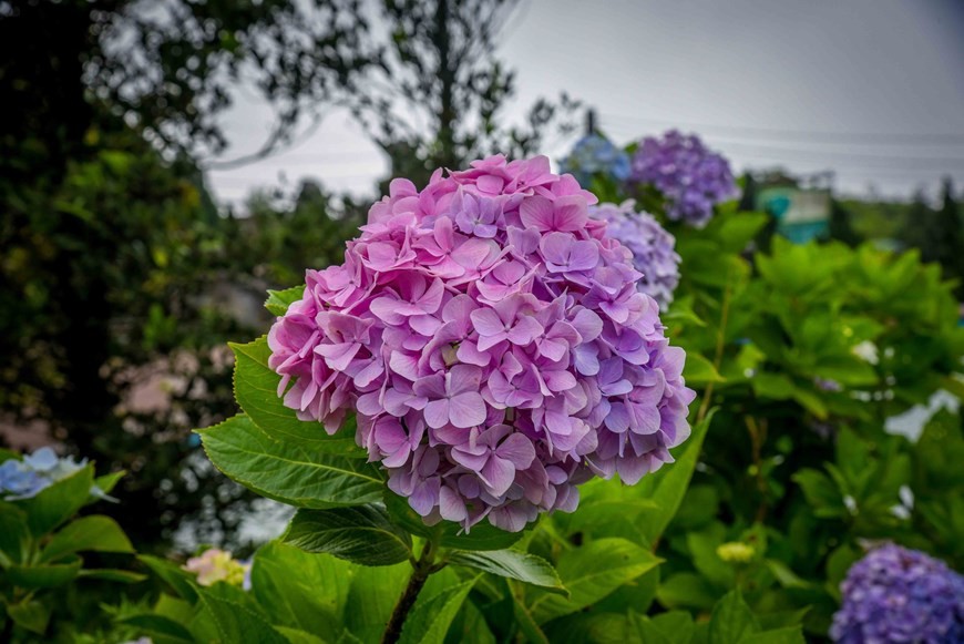 Peak of Mau Son Mountain dazzled with colourful hydrangeas bloom