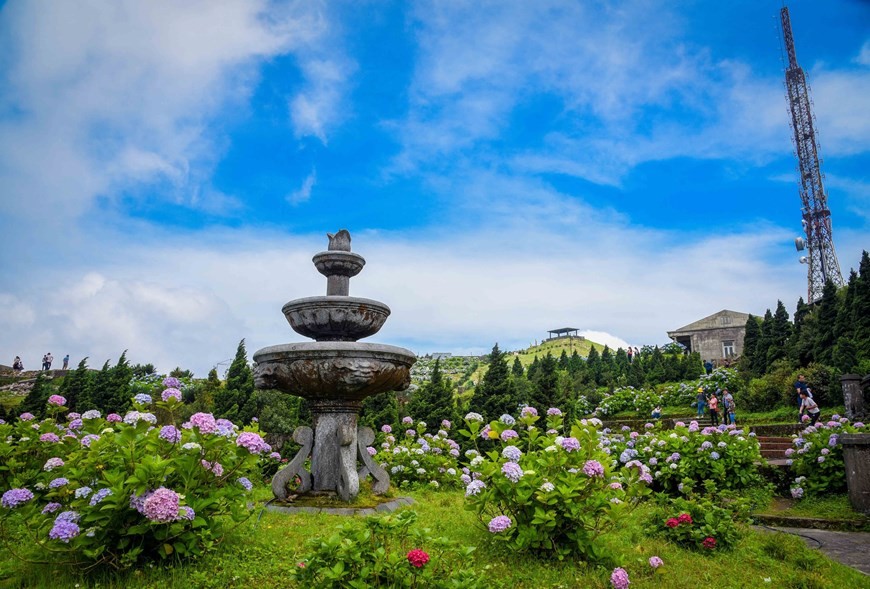 Peak of Mau Son Mountain dazzled with colourful hydrangeas bloom