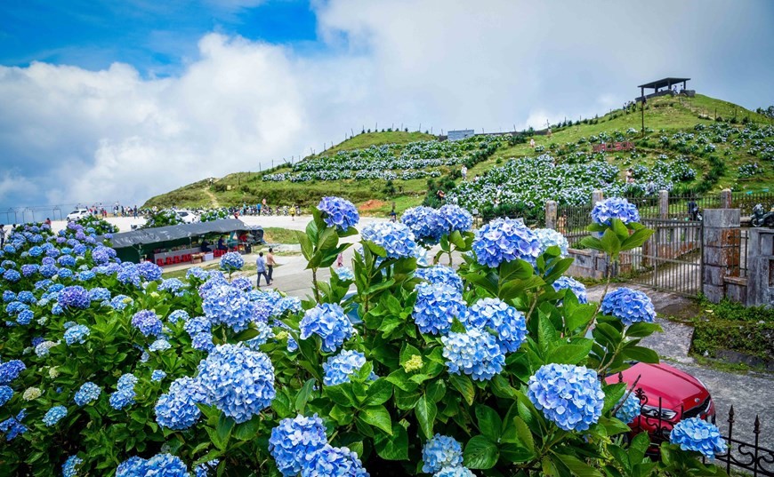 Peak of Mau Son Mountain dazzled with colourful hydrangeas bloom