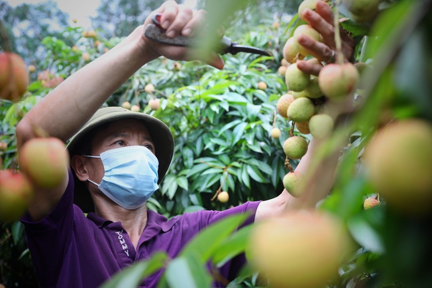 Bac Giang enters major lychee harvest