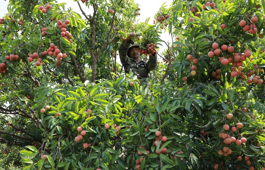 Bac Giang enters major lychee harvest