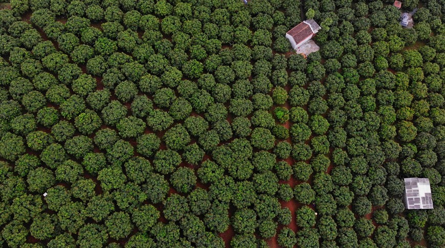 Bac Giang enters major lychee harvest