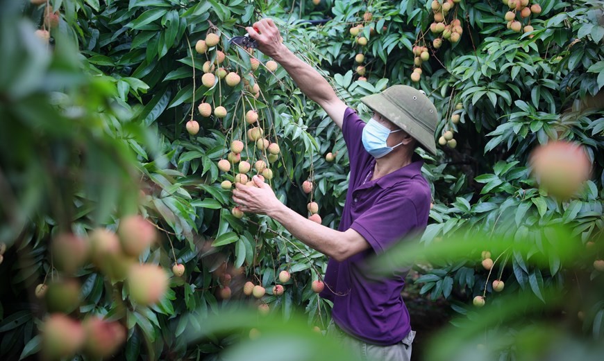 Bac Giang enters major lychee harvest