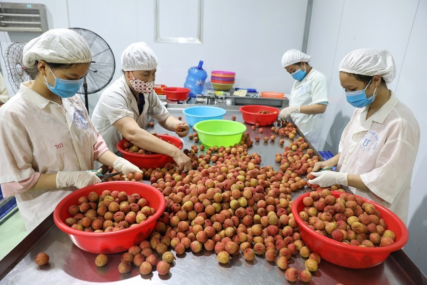 Bac Giang enters major lychee harvest