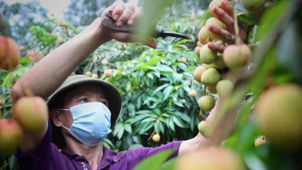 Bac Giang enters major lychee harvest