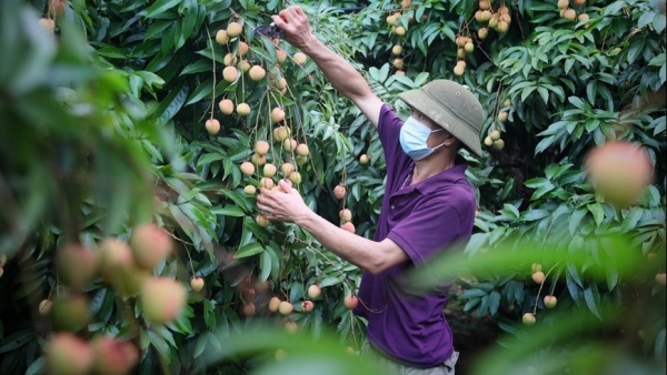 Bac Giang focus on developing key agricultural products