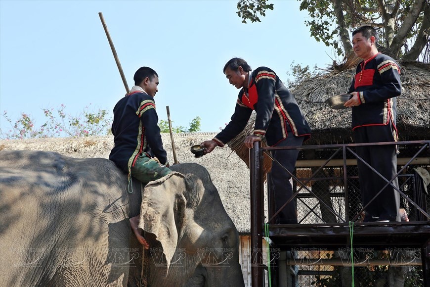 Ede ethnic people in their traditional costumes in a ceremony held to pray for elephant’s health in Dak Lak province. (Photo: VNA)