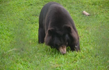 Activities held to save bear population