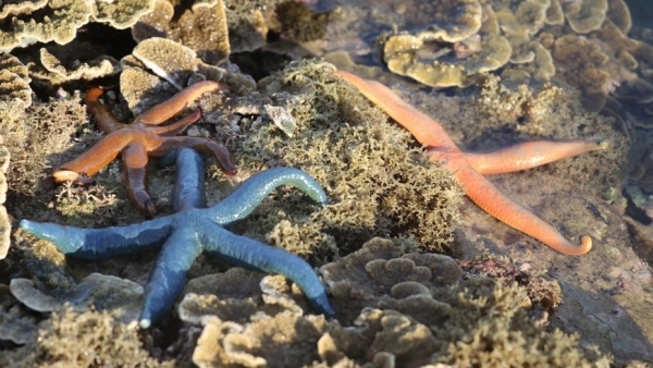 Coral reefs formed on volcanic sediment in Phu Yen