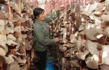 Vietnamese, Lao provinces implement hi-tech agriculture project