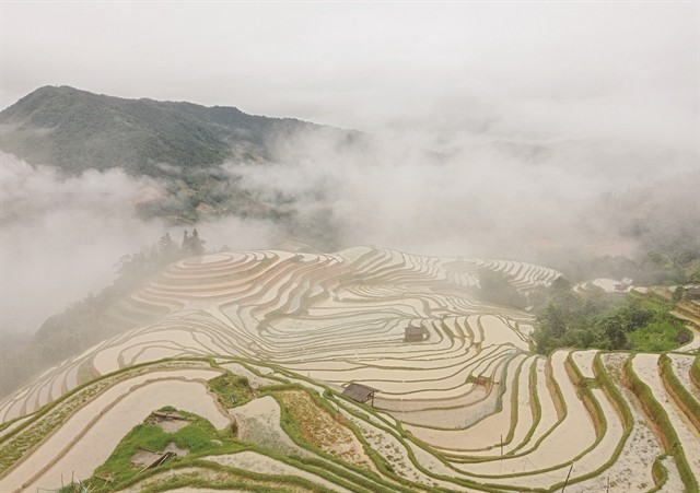 The splendor of Hoang Su Phi's terraced paddy fields