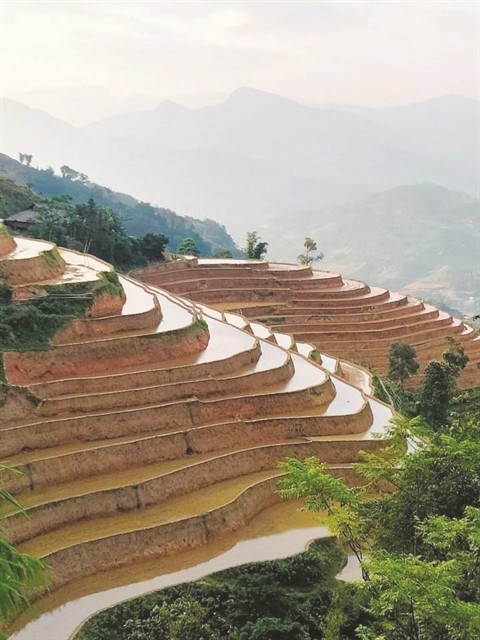 The splendor of Hoang Su Phi's terraced paddy fields