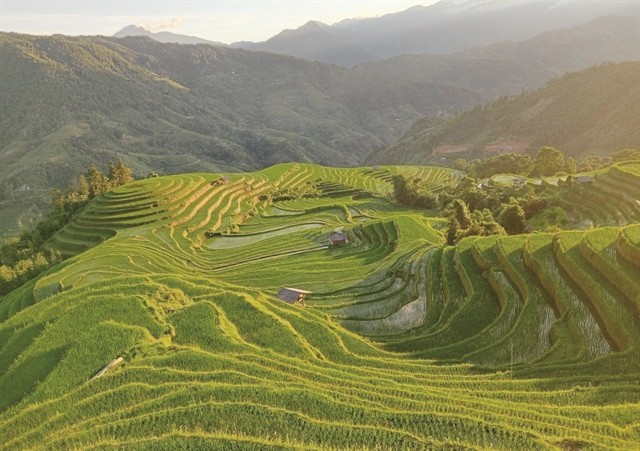 The splendor of Hoang Su Phi's terraced paddy fields