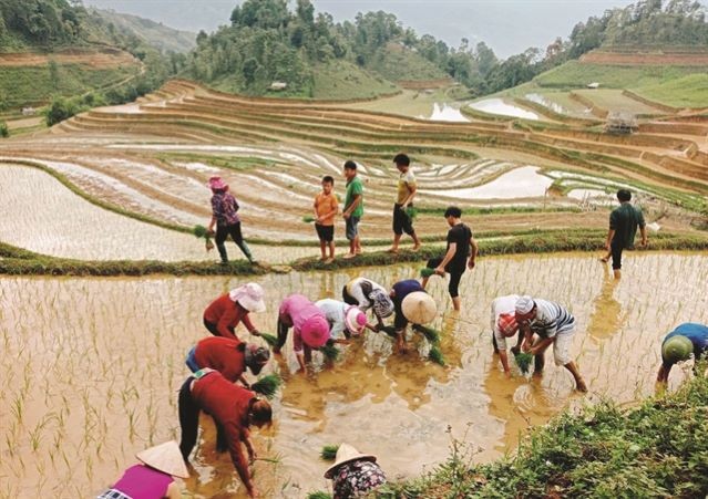 The splendor of Hoang Su Phi's terraced paddy fields