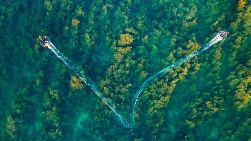 Seaweed forest in Quang Ngai