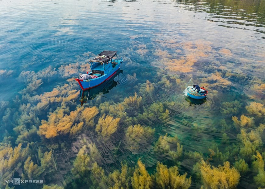 Seaweed forest in Quang Ngai