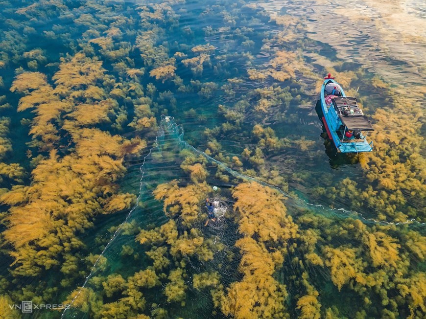 Seaweed forest in Quang Ngai