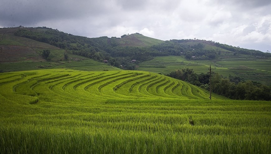 Peaceful charm of terraced rice fields in mountainous Hoa Binh province