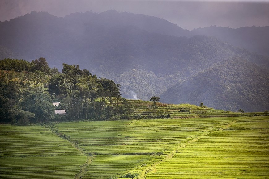 Peaceful charm of terraced rice fields in mountainous Hoa Binh province