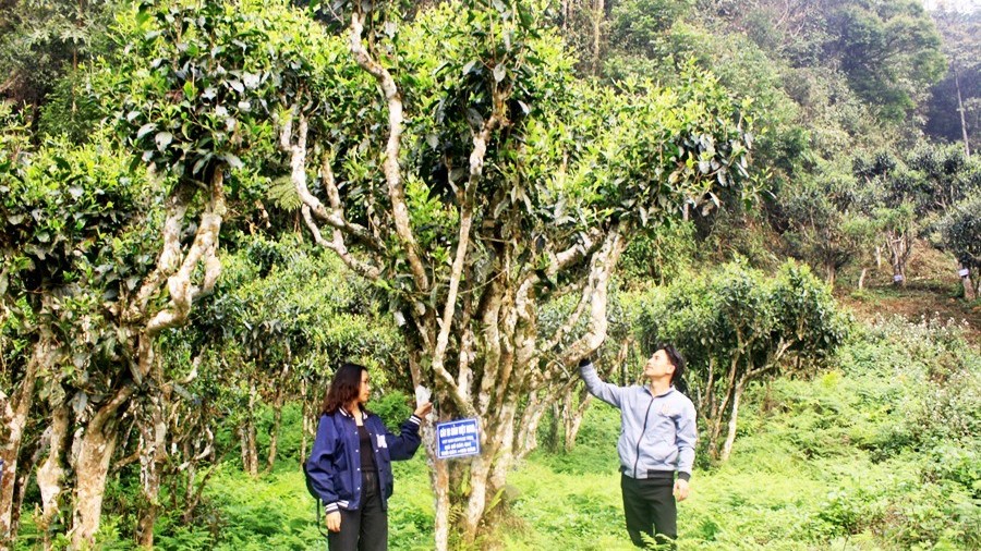 Shan Tuyet tea, valuable timber plants named ‘Vietnam Heritage Trees’