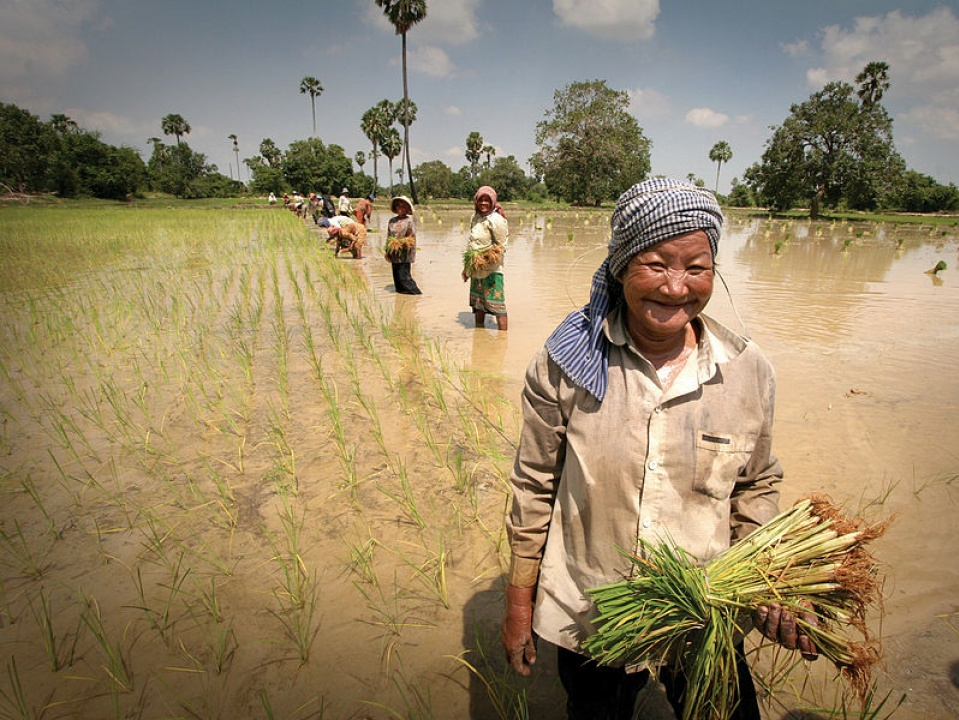 Lào đặt mục tiêu xuất khẩu 400.000 tấn gạo trong năm 2017