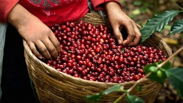 Giá cà phê hôm nay 6/12: Giá cà phê tăng nhẹ trở lại, USD biến động khó lường, thị trường chịu áp lực bán giảm giá