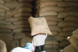 Giá cà phê hôm nay 1/6/2023: Giá cà phê robusta tạm chững lại, đầu cơ cân đối vị thế chốt lời ngắn hạn, có thể xuất hiện xu hướng giảm