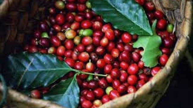 Giá cà phê hôm nay 20/2: Sắc đỏ bao trùm, cà phê trong nước giảm 200 - 300 đồng/kg
