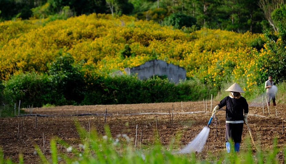 A peaceful farming scene with wild Mexican sunflowers as farmer's background. (Photo: Nguyễn Dũng)