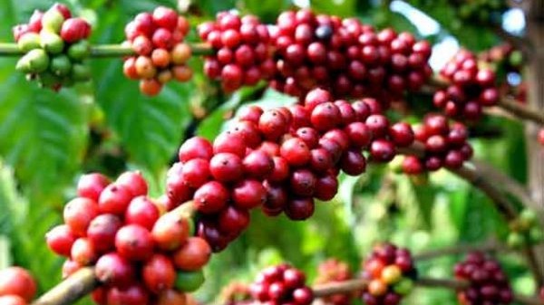 Giá cà phê hôm nay 18/3: Giá quay đầu giảm sau khi tăng quá mức; Xuất khẩu cà phê Việt tăng vọt