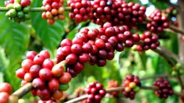 Giá cà phê hôm nay 6/5: Đồng loạt tăng vọt, robusta chính thức vượt đỉnh 1.550 USD, cầu đang dần trở lại