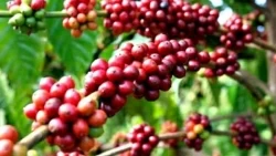 Giá cà phê hôm nay 18/10/2024: Giá cà phê đồng loạt đỏ sàn, robusta chịu sức ép từ nhiều yếu tố, vào vụ mới giá còn giảm?